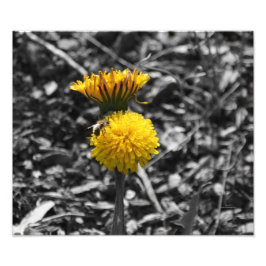 Vroege lentPollinatie Foto Afdruk