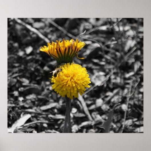 Vroege lentPollinatie Poster (Voorkant)