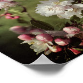 Vroege lentroze en witte bloesems gekleurd poster (Hoek)