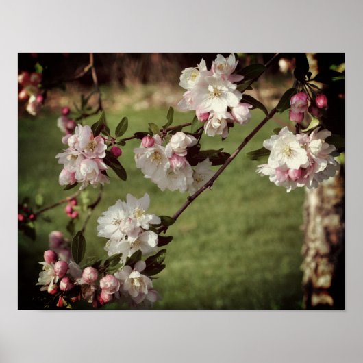 Vroege lentroze en witte bloesems gekleurd poster (Voorkant)