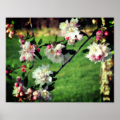 Vroege lentroze en witte bloesems poster (Voorkant)