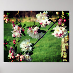 Vroege lentroze en witte bloesems poster