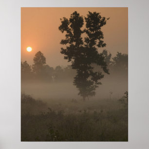Vroege ochtend, opkomende zon en grondmist poster