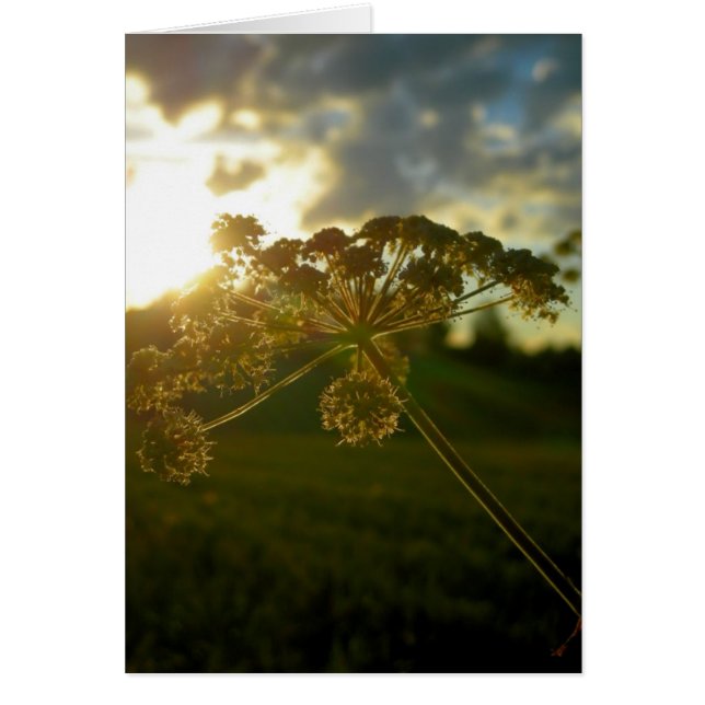 Vroege ochtendbloem (Voorkant)