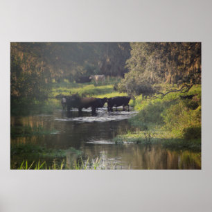 Vroege ochtendzwemtocht poster