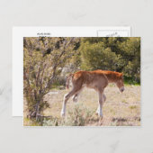 Vroege strides briefkaart (Voorkant / Achterkant)