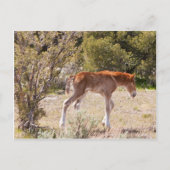 Vroege strides briefkaart (Voorkant)