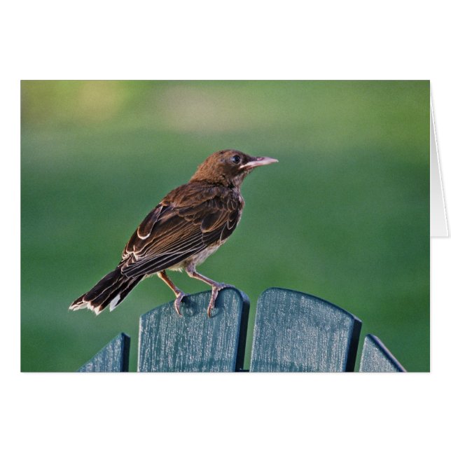Vroege Thrasher (Puerto Rico) (Voorkant Horizontaal)