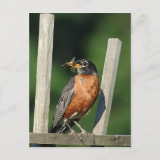 Vroege vogel briefkaart