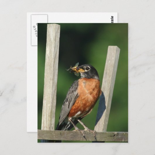 Vroege vogel briefkaart (Voorkant / Achterkant)