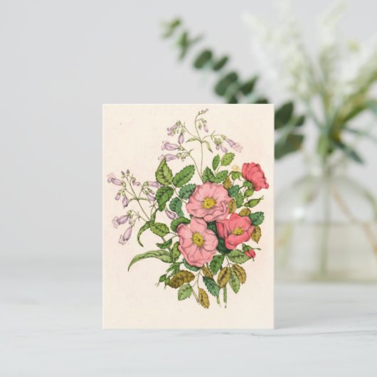 Vroege wilde Roos, Pentstèmon Beard-Tongue (1868) Briefkaart (Staand voorkant)