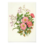 Vroege wilde Roos, Pentstèmon Beard-Tongue (1868) Foto Afdruk (Voorkant)