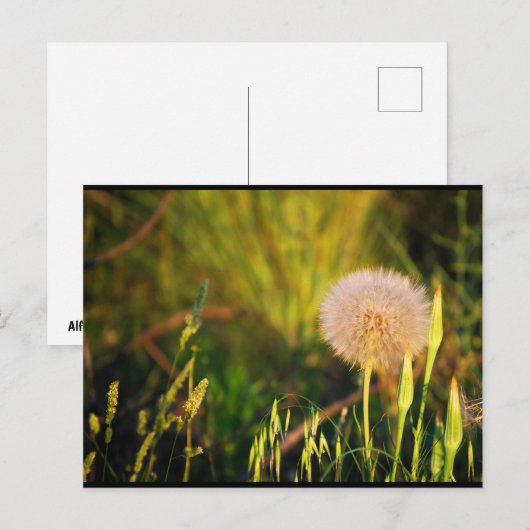 Vroege zomer westerse morgenster briefkaart (Voorkant / Achterkant)