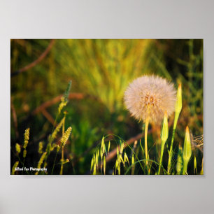 Vroege zomer westerse morgenster poster