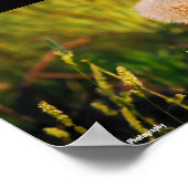 Vroege zomer westerse morgenster poster (Hoek)