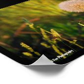 Vroege zomer westerse morgenster poster (Hoek)