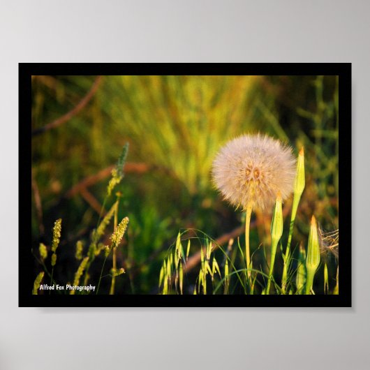 Vroege zomer westerse morgenster poster (Voorkant)