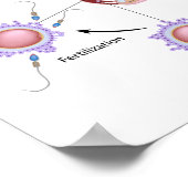 Vroegtijdige Poster voor menselijke ontwikkeling (Hoek)
