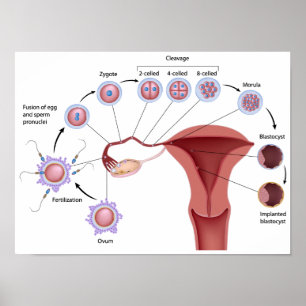 Vroegtijdige Poster voor menselijke ontwikkeling