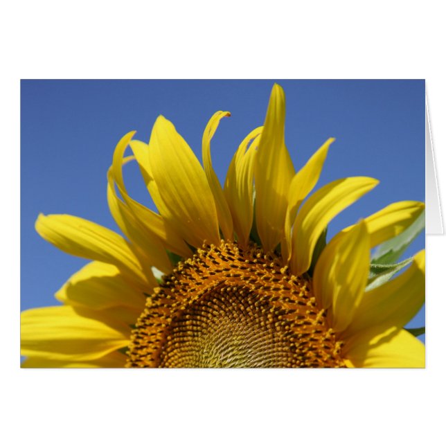 vrolijk (Voorkant Horizontaal)