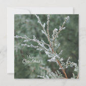 Vrolijk kerstfeest Frosty Evergreen Branch Feestdagenkaart (Voorkant)