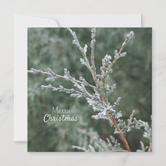 Vrolijk kerstfeest Frosty Evergreen Branch Feestdagenkaart (Voorkant)
