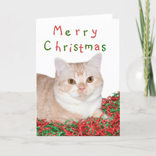 Vrolijk kerstfeest kat feestdagen kaart