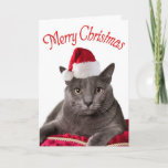 Vrolijk kerstfeest, kerstkaart feestdagen kaart<br><div class="desc">Een kerstkaartje met kat die al je kattenliefhebbende vrienden liefhebben. Deze mooie grijze kat draagt een rode kerstman en wenst je een prettige kerst. Inside: "Heb jezelf een prettig kerstfeest". Pas het binnenste gezegde aan of gebruik het onze. Een originele foto van Sam Allen Fotografie.</div>