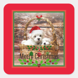 Vrolijk kerstfeest, Maltese Puppies, vakantiekleur Vierkante Sticker