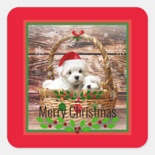 Vrolijk kerstfeest, Maltese Puppies, vakantiekleur Vierkante Sticker