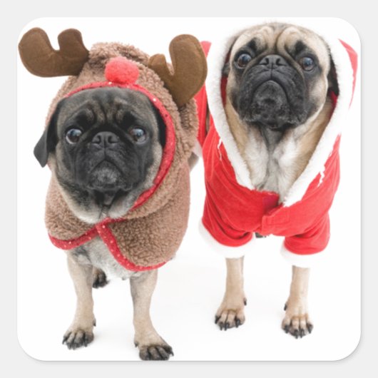 Vrolijk kerstfeest van de Pugs Vierkante Sticker (Voorkant)