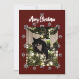 Vrolijk kerstkaartje met Tuxedo-kat op mijn boom. Feestdagenkaart