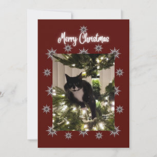 Vrolijk kerstkaartje met Tuxedo-kat op mijn boom. Feestdagenkaart
