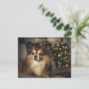 Vrolijk Kerstmis Pet/Hond Chihuahua Feestdagenkaart