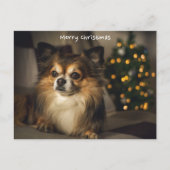 Vrolijk Kerstmis Pet/Hond Chihuahua Feestdagenkaart (Voorkant)