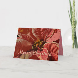 Vrolijk kerstroze en Cream Poinsettias Feestdagen Kaart