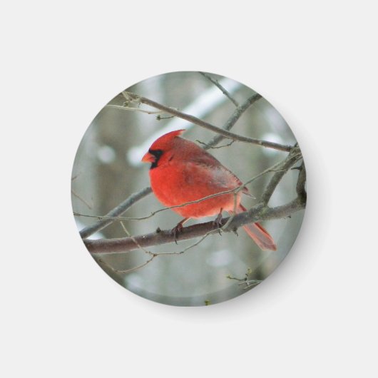 Vrolijk rood kardinaal magneet (Voorkant)