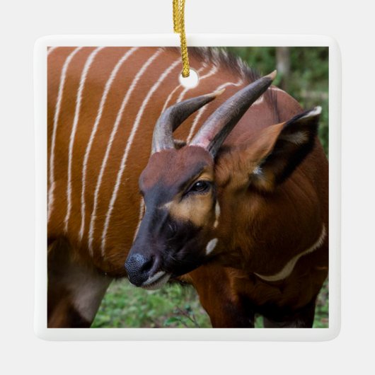 Vrolijke berg Bongo Antelope! Keramisch Ornament (Voorkant)