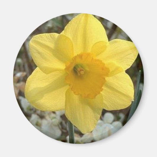 Vrolijke Daffodil Magnet (Voorkant)