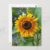 Vrolijke Gele Zonnebloem met Briefkaart (Voorkant / Achterkant)