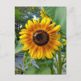 Vrolijke Gele Zonnebloem met Briefkaart