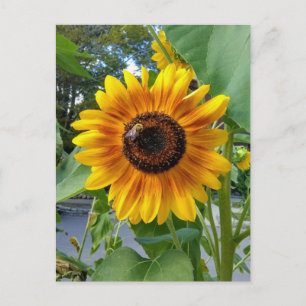 Vrolijke Gele Zonnebloem met Briefkaart