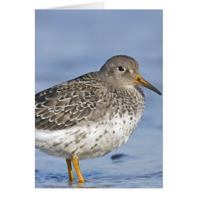 VROLIJKE GRIJNS (Voorkant)