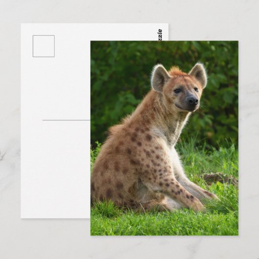 Vrolijke hyena te midden van groen briefkaart (Voorkant / Achterkant)