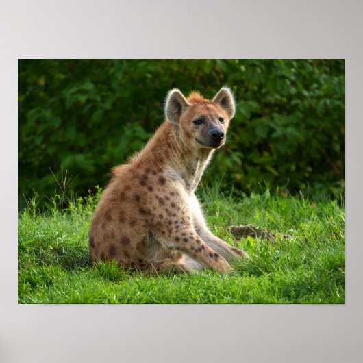 Vrolijke hyena te midden van groen poster (Voorkant)