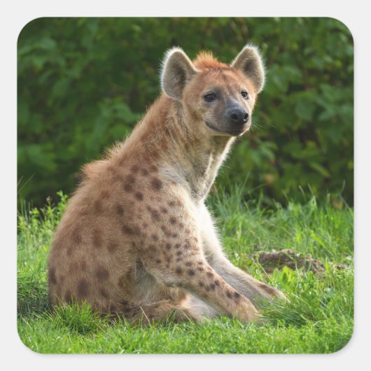 Vrolijke hyena te midden van groen vierkante sticker (Voorkant)