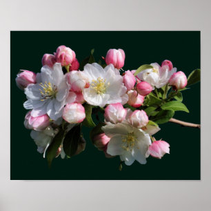 Vrolijke lente appelbloesem bloesemt poster