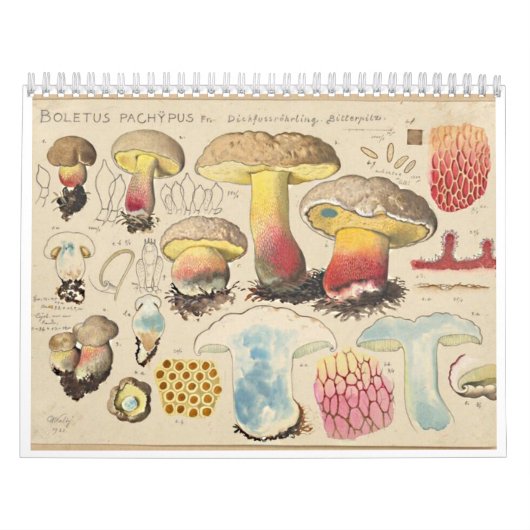 VROLIJKE PADDENSTOELEN KALENDER (Hoes)