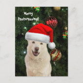 Vrolijke postcrossing van kristal de husky hond briefkaart (Voorkant)