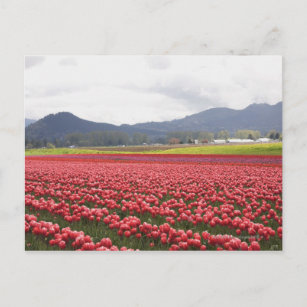 Vrolijke tulpenvelden tapijt in Skagit Valley Briefkaart